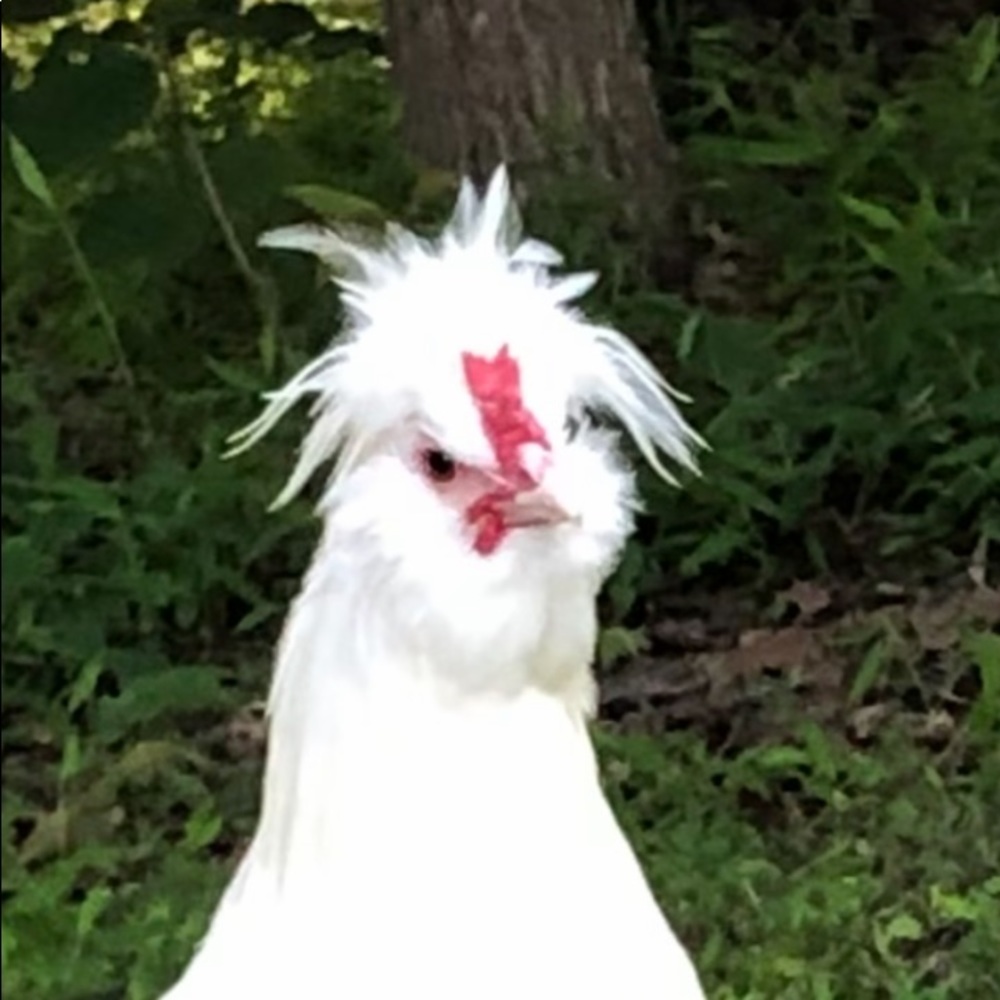 Meet your Posher, Ben